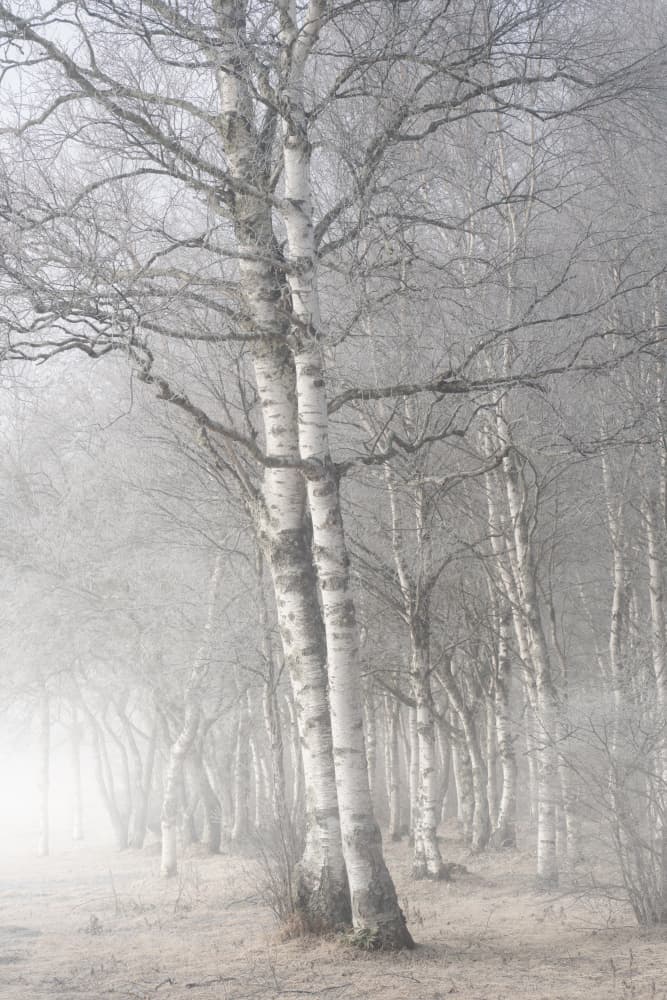 Misty Birch Forest by Masaki Sugita — canvas wall art