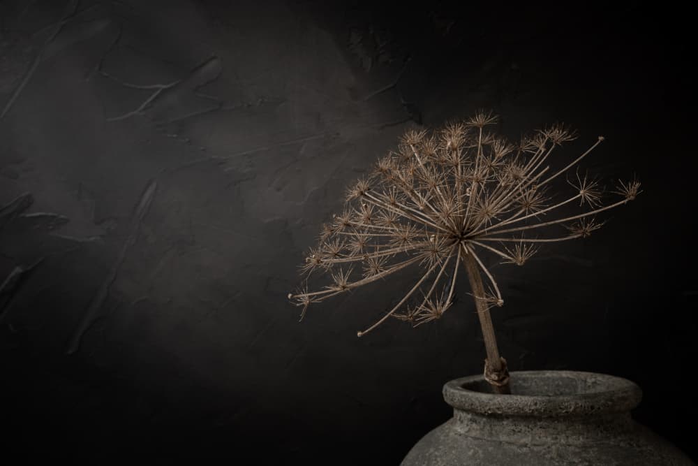 Rustic Dried Bloom by Mayra Pama — canvas wall art