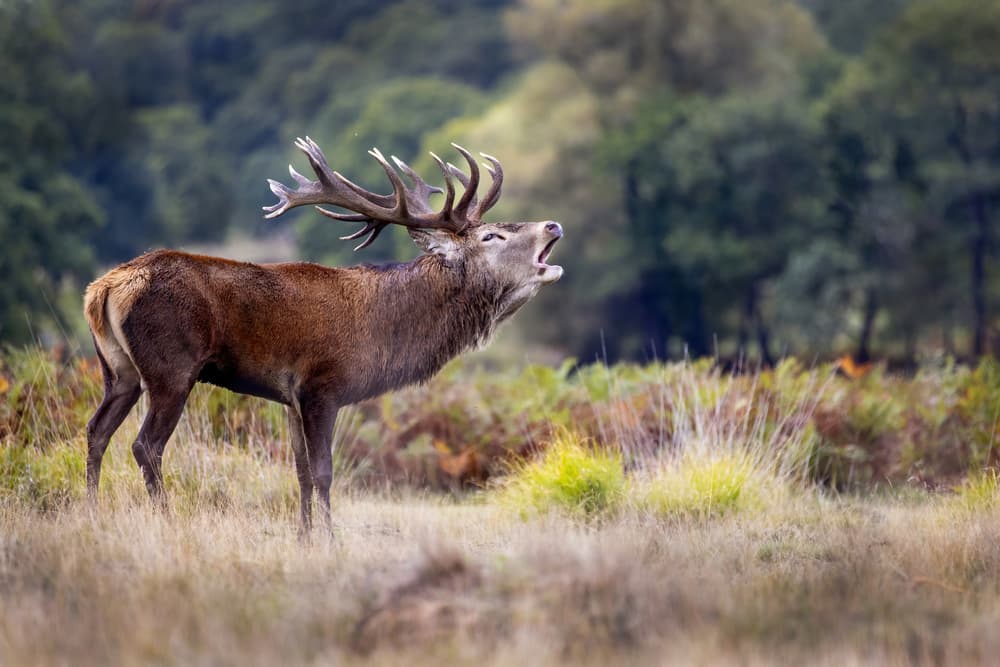 Roaring Red Stag