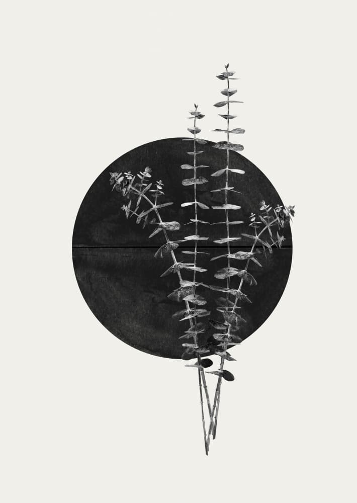 Eucalyptus Moon by THE MIUUS STUDIO — canvas wall art