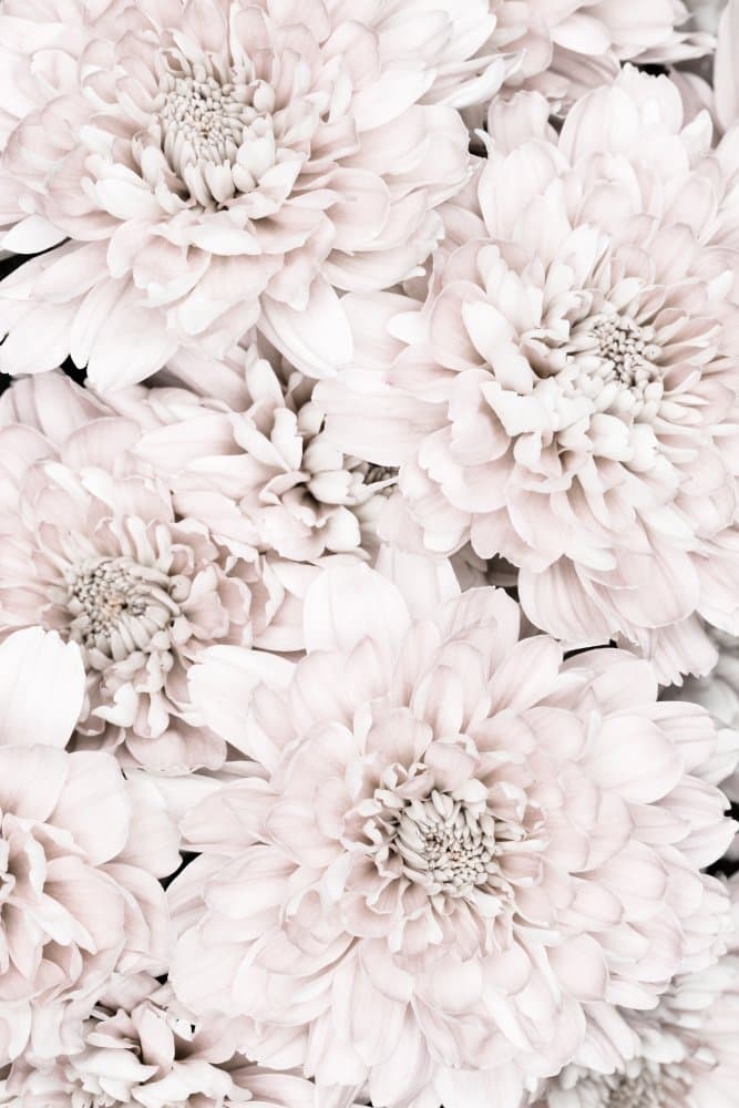 Soft Pink Blooms by Pictufy Studio III — canvas wall art