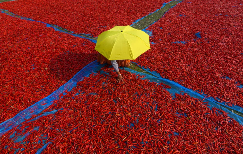 Chili Field Umbrella by Moumita Mondal — canvas wall art