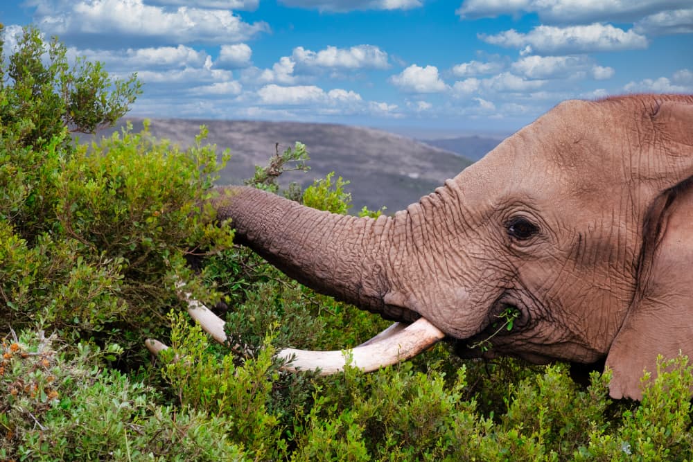 Wild Elephant Grazing by Dan Edwards — canvas wall art