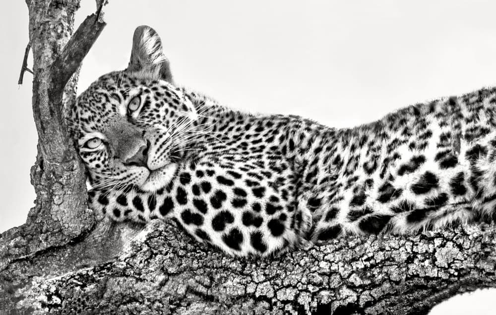 Serene Leopard Watch by Xavier Ortega — canvas wall art