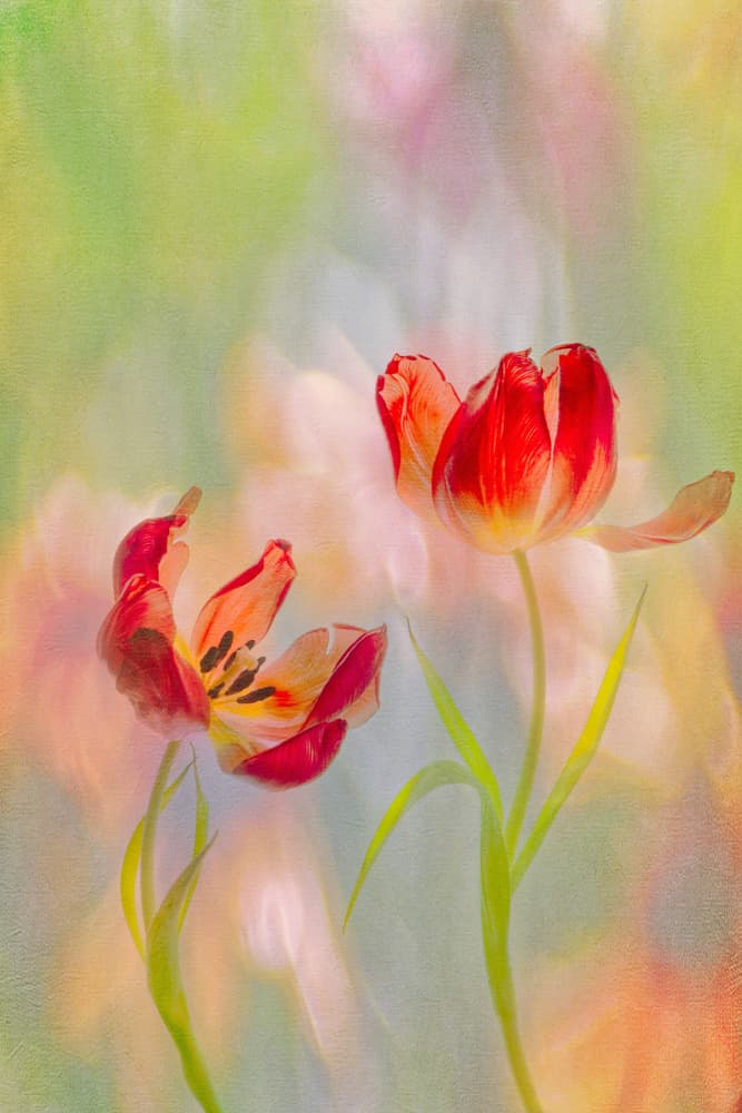 Dreamy Red Tulips by Hilda van der Lee — canvas wall art