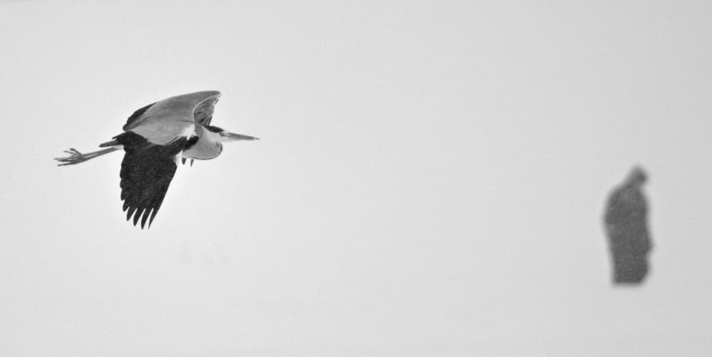 Graceful Heron Flight by Zoran Milutinovic — canvas wall art