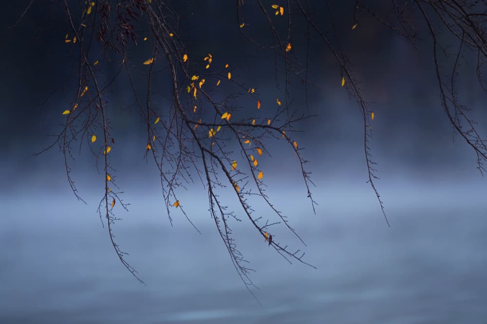 Golden Leaves Misty Morning by Qing Zhao — canvas wall art