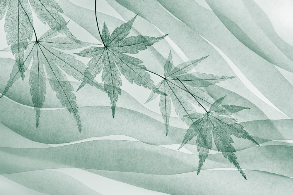 Delicate Maple Waves by Shihya Kowatari — canvas wall art