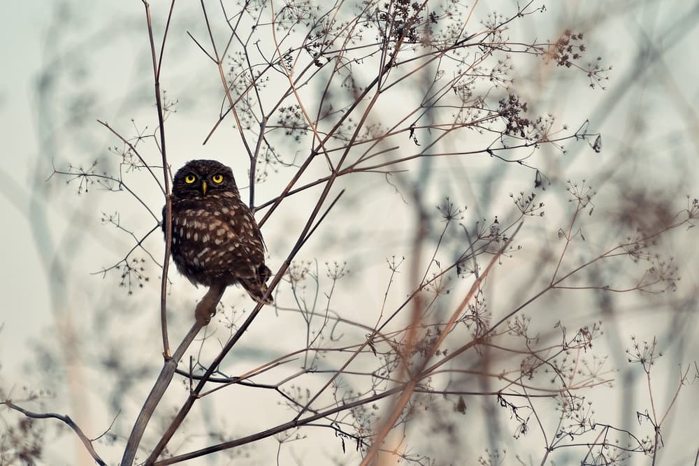 Watchful Little Owl by Emilian Avramescu — canvas wall art