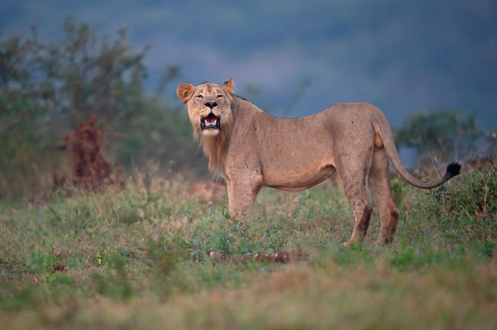 Wild Lion Yawn by Marco Pozzi — canvas wall art