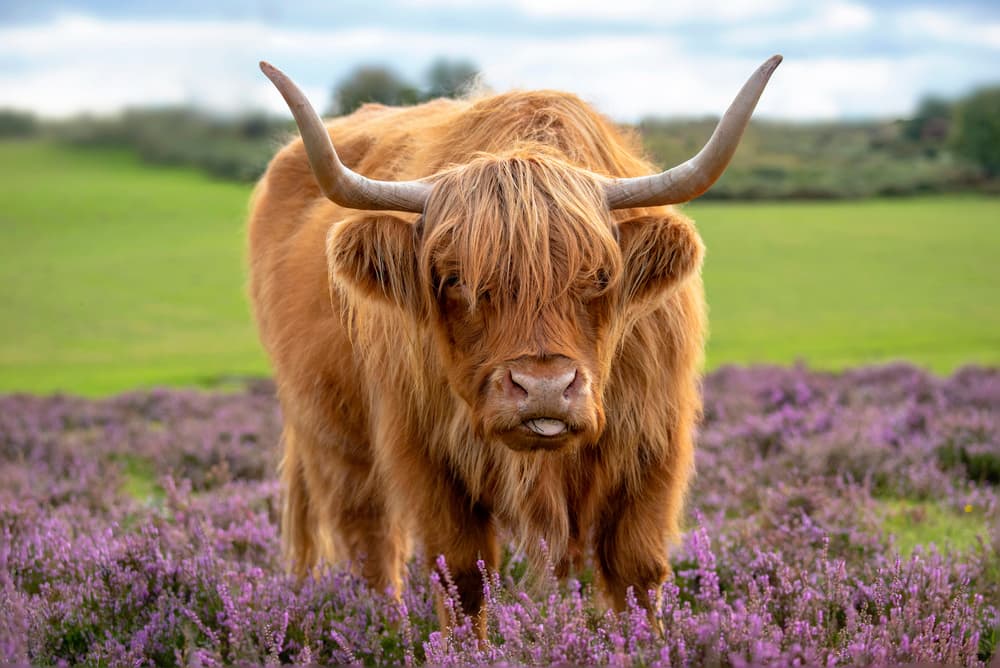 Funny Highland Cow Portrait by Jacky Parker — canvas wall art