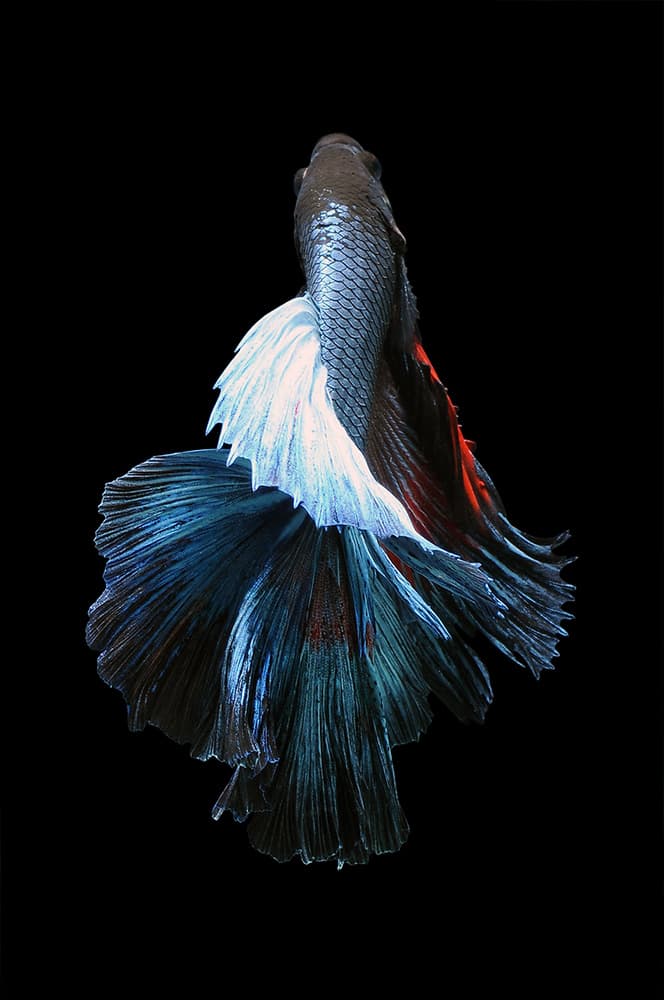 Vibrant Betta Flow by Andri Priyadi — canvas wall art