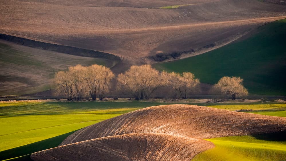 Golden Light Rolling Fields by David H Yang — canvas wall art
