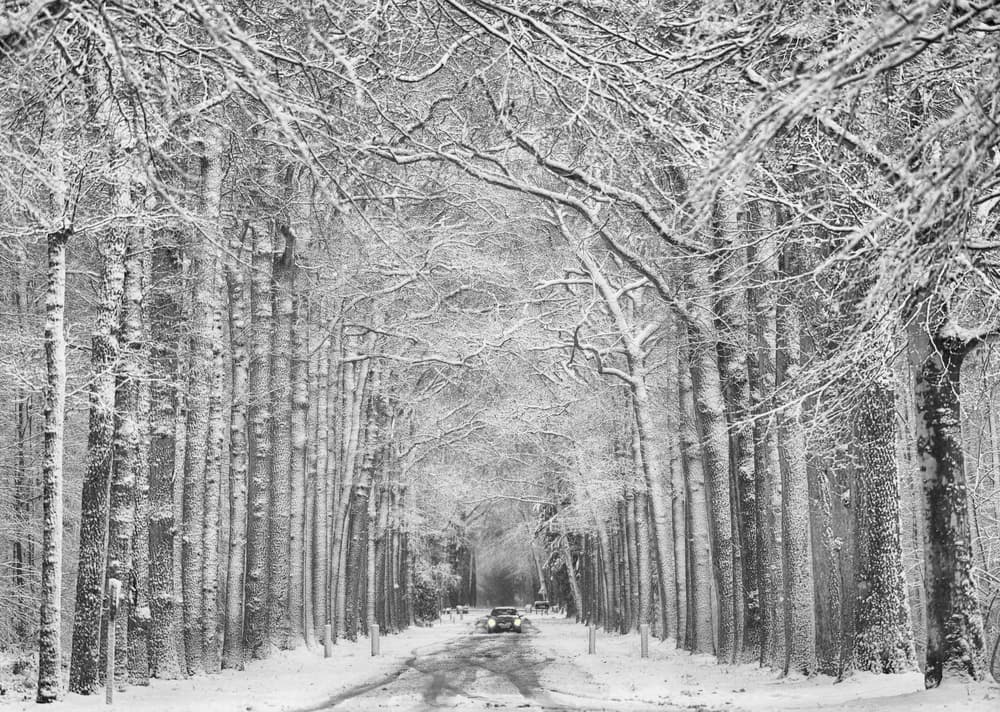 Winter Tree Lined Road by Saskia Dingemans — canvas wall art