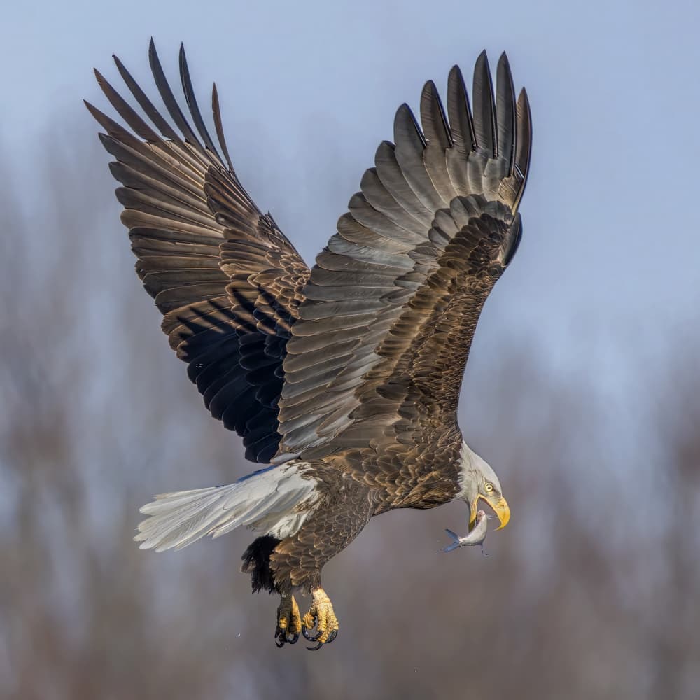Bald Eagle Fishing Flight by Jacob (Jian) Xu — canvas wall art
