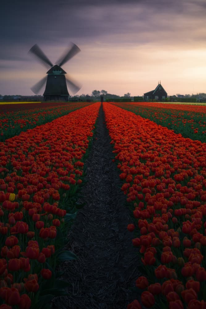 Red Tulips Windmill Path by SANDEEP MATHUR — canvas wall art