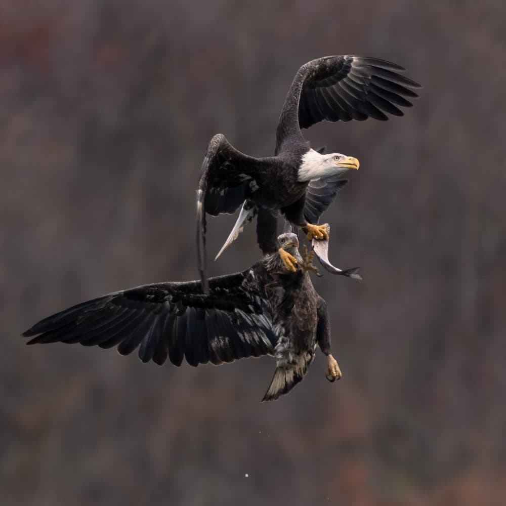 Bald Eagles Fight For Fish by John Fan — canvas wall art
