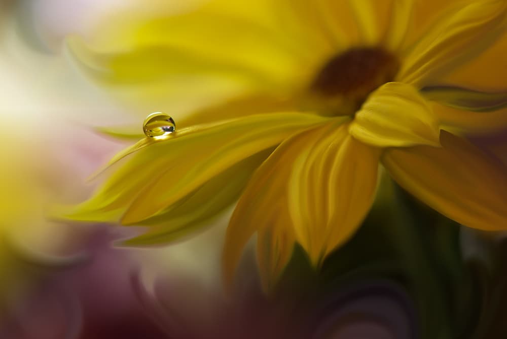 Golden Petal Dewdrop by Juliana Nan — canvas wall art