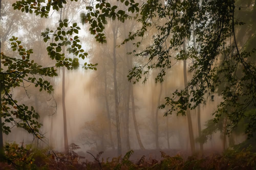 Misty Forest Morning by Hilda van der Lee — canvas wall art