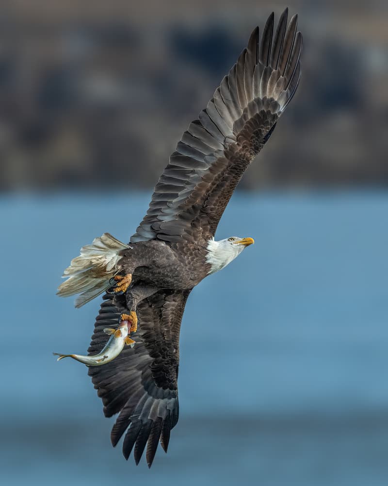 Bald Eagle Takes Fish by Jennifer Lu — canvas wall art
