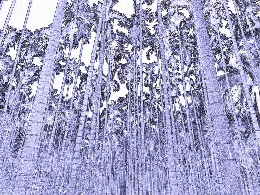 Purple Palm Forest by Santhosh ch — canvas wall art