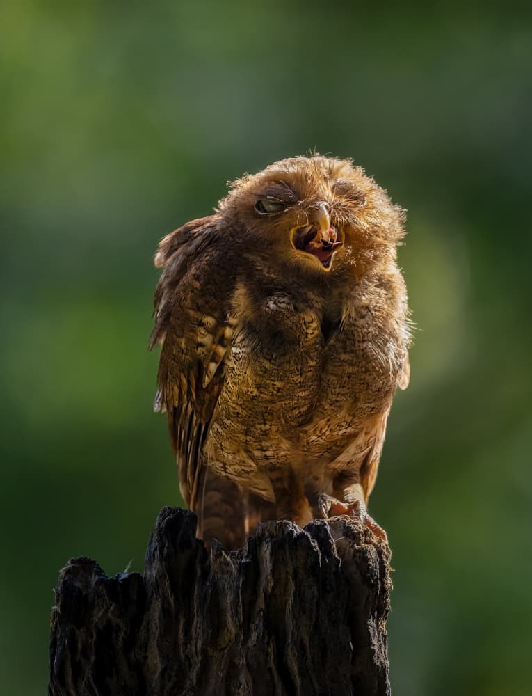 Sleepy Owl Yawn by DonnaHom APA — canvas wall art
