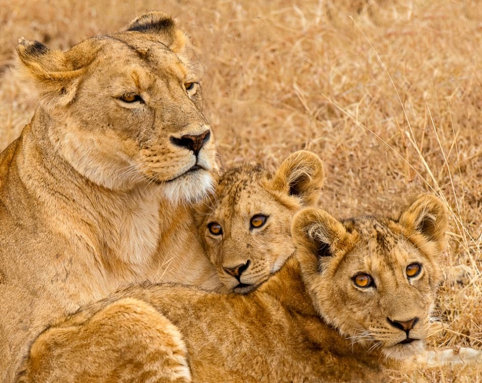Protective Lioness and Cubs by Marc Pelissier — canvas wall art