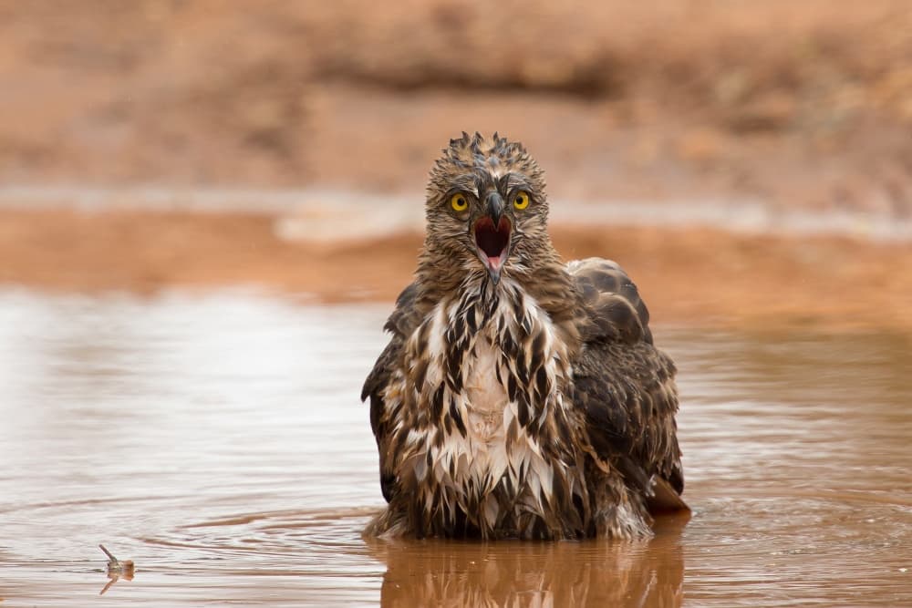 Shocked Wet Hawk by Milan Zygmunt — canvas wall art