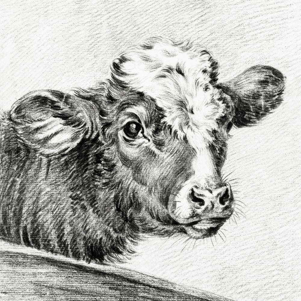 Head of a Cow