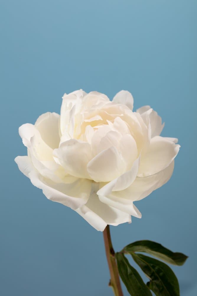 White Peony Bloom by Pictufy Studio III — canvas wall art