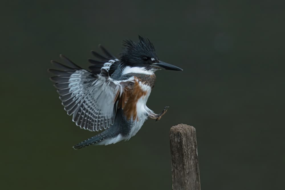 Belted Kingfisher Landing by Gavin Lam — canvas wall art