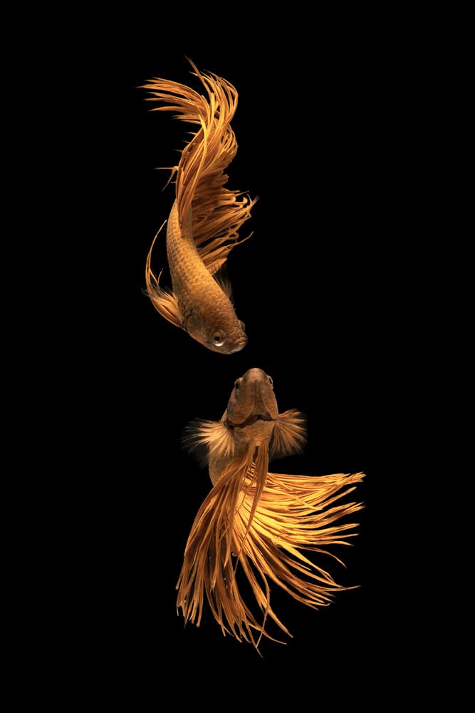 Golden Betta Pair by Ganjar Rahayu — canvas wall art