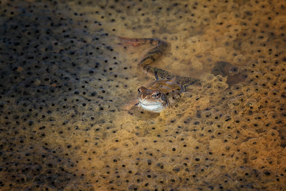 Frog Among Spawn by Roberto Marini — canvas wall art