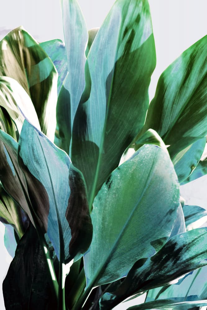 Tropical Green Leaves by Gemma Bardot — canvas wall art