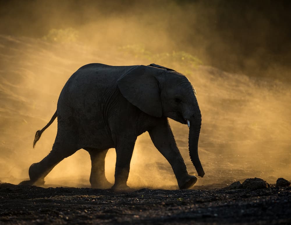 Golden Hour Elephant Walk by Jaco Marx — canvas wall art