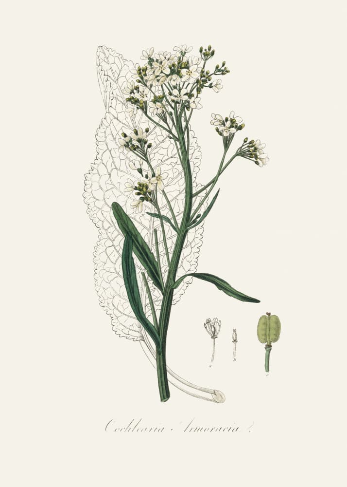 Horseradish (cochlearia Armoracia)  Medical Botany by John Stephenson and James Morss Churchill — canvas wall art