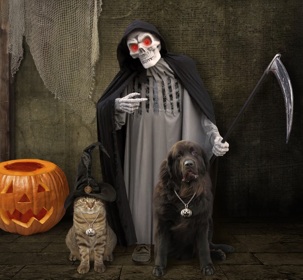 Grim Reaper's Halloween Pets by Iryna Kuznetsova (Iridi) — canvas wall art
