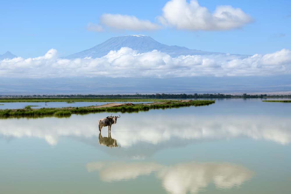 Wildebeest Kilimanjaro Reflection by Richard Guijt — canvas wall art