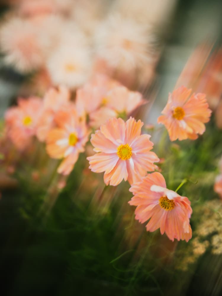 Moving Flowers 4 by Raisa Zwart — canvas wall art