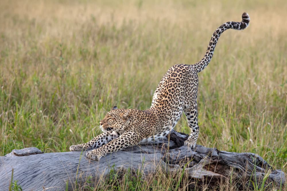 Graceful Leopard Stretch by Alessandro Catta — canvas wall art