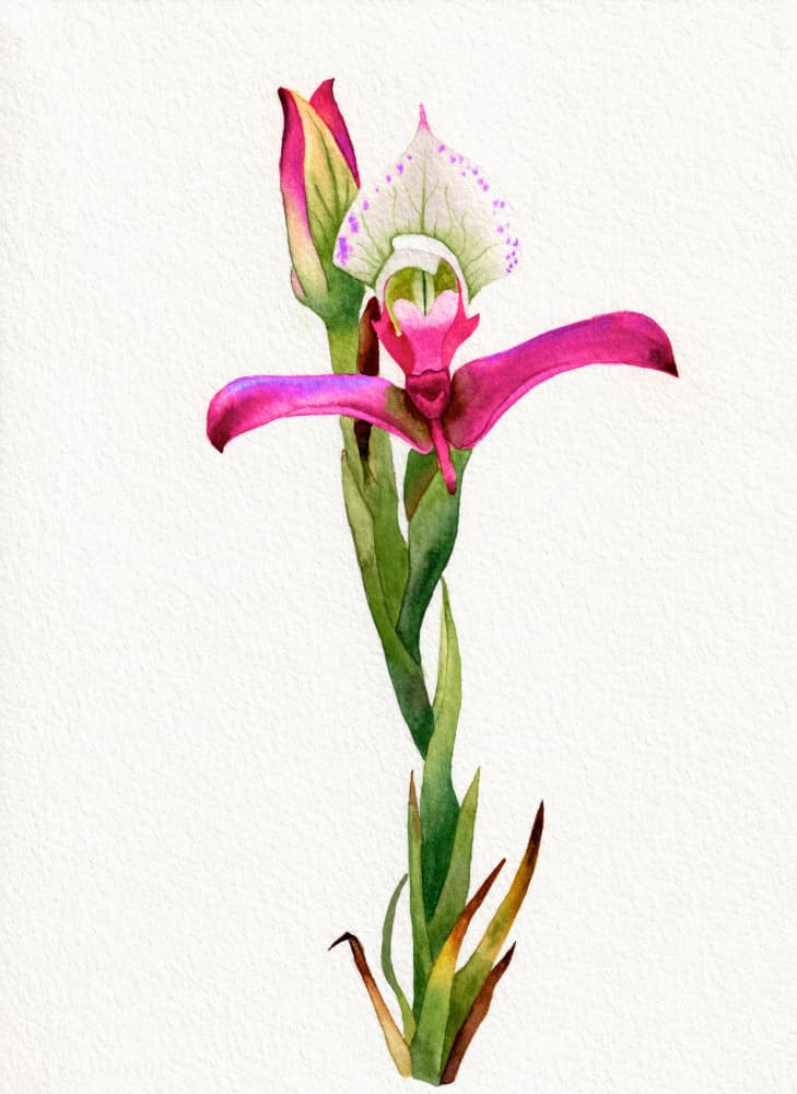 Pink Orchid Bloom by Salome — canvas wall art
