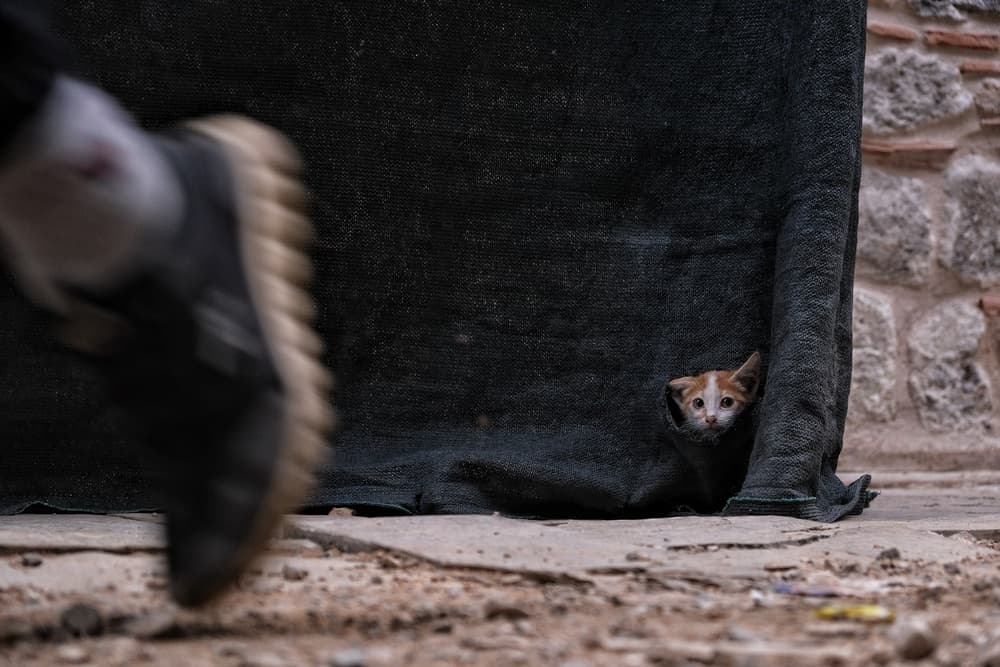 Curious Kitten Peeks by Ali Ayer — canvas wall art
