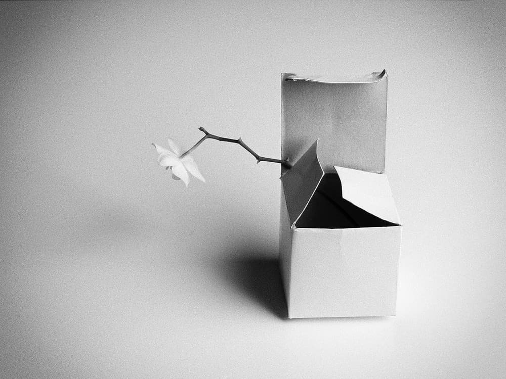 Delicate Orchid Box by Kristina Oveckova — canvas wall art