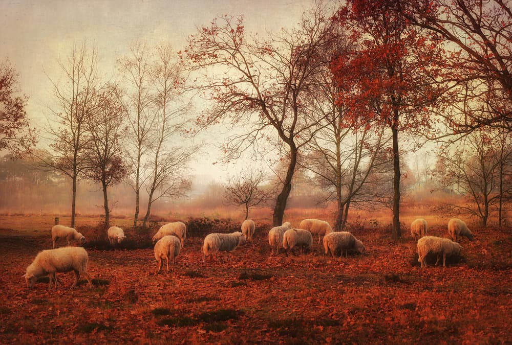 Peaceful Autumn Sheep by Ellen van Deelen — canvas wall art