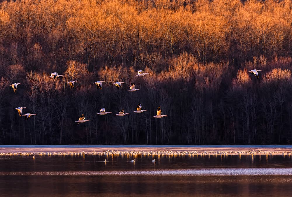 Golden Hour Geese Flight by Xiaobing Tian — canvas wall art