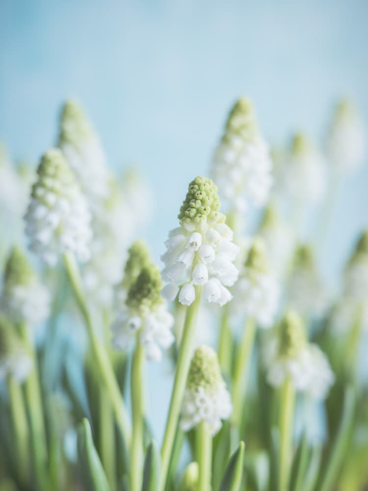 White grape hyacith - pastel flower photography by Christa Stroo — canvas wall art