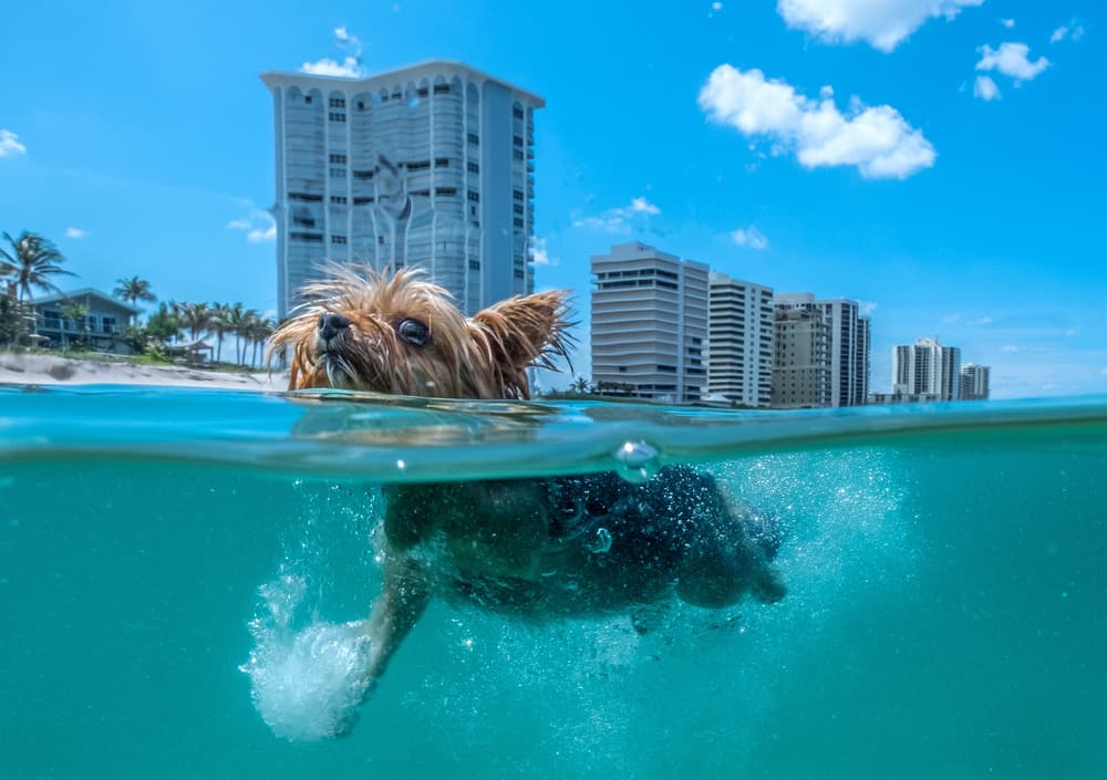 Happy Dog Ocean Swim by Kirk Cypel — canvas wall art