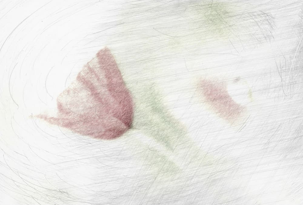Soft Pink Bloom by Anna Cseresnjes — canvas wall art