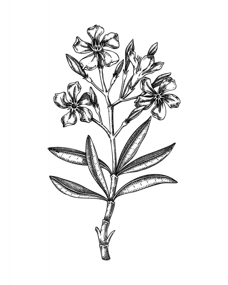 Oleander Botanical Drawing by Yevheniia Lytvynovych — canvas wall art