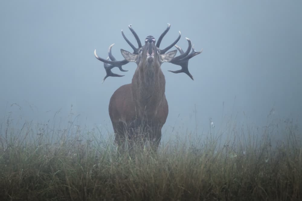 Red Stag Roaring In Mist by Olga Rudchenko — canvas wall art